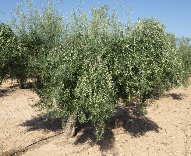 Olivo Hojiblanca